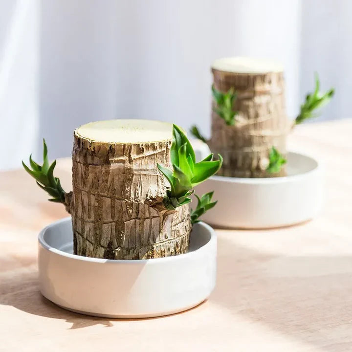 WoodlandNook – Mini-terrarium med frodige planter i en kompakt udstilling