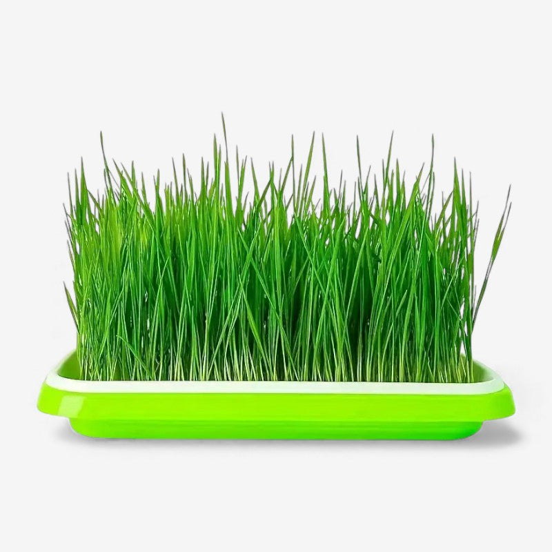 SeedNest - Spirebakke med låg og bærbart design