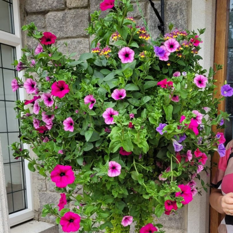 BloomHaven – Sæt med Kunstige Morgenfrueblomster med Hængesnor