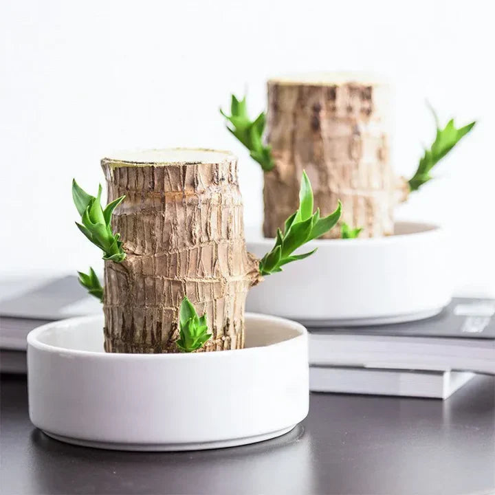 WoodlandNook – Mini-terrarium med frodige planter i en kompakt udstilling