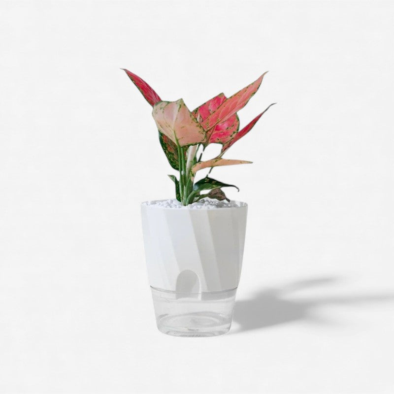 ClearNest – Blomsterpotte med rund hovedform og bærbart design