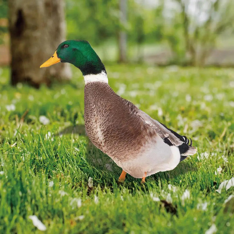 QuackCharm - Realistisk dobbeltsidet gråand-skulptur til haveindretning