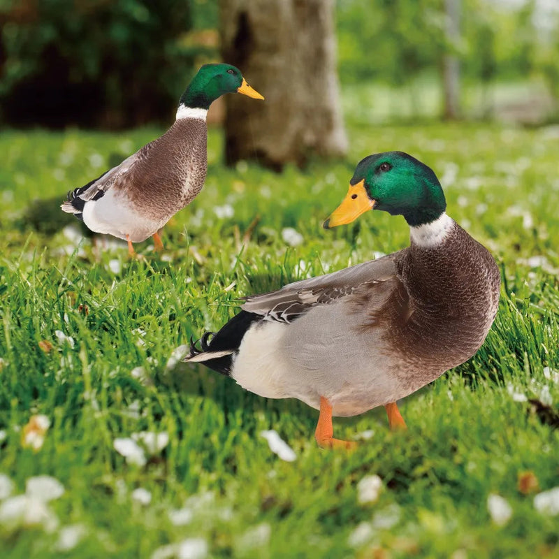 QuackCharm - Realistisk dobbeltsidet gråand-skulptur til haveindretning