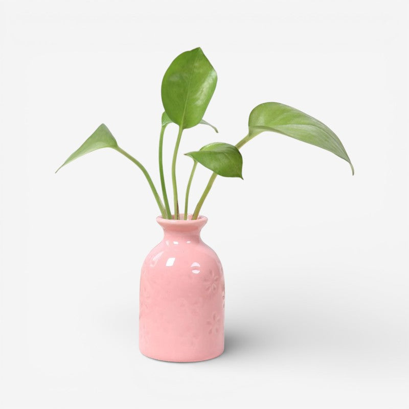 PetalAura - Bordblomstervase til Indendørs Brug