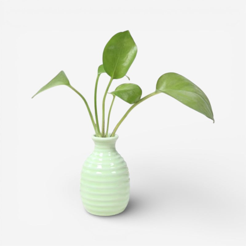 DeskFlora - Bordblomstervase til Indendørs Brug