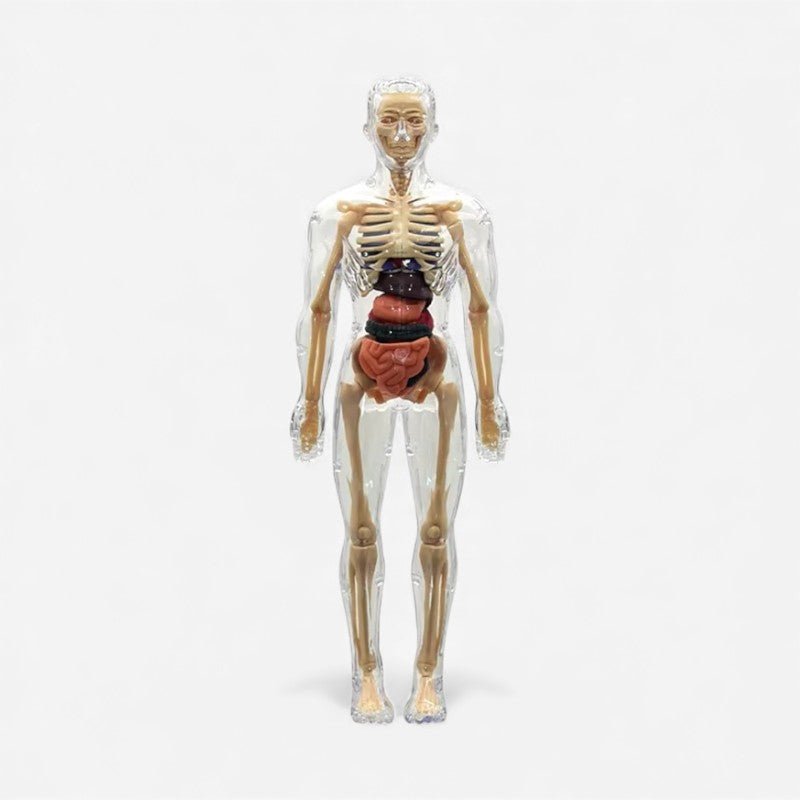 BioModel – Menneskekrop Torso Model med Aftagelige Organer og Løselige Knogler